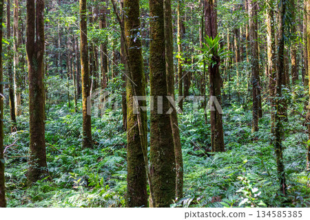 The lush greenery of Taiwan's primeval forests The lush greenery of Taiwan's primeval forests 134585385
