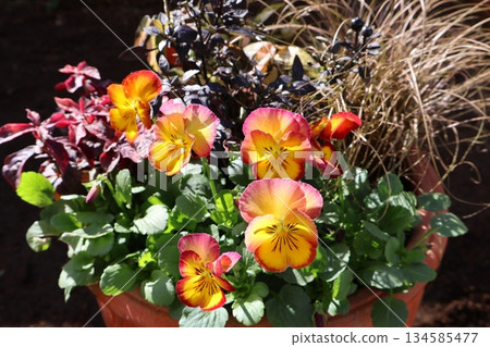 Viola and color leaf planting Viola and color leaf planting 134585477