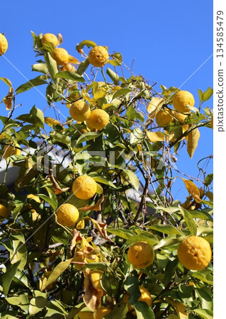 Yellow yuzu fruits shining against the blue sky Yellow yuzu fruits shining against the blue sky 134585479