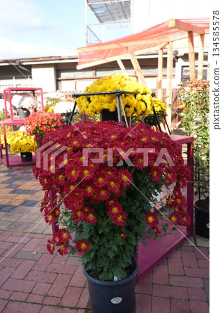Kasama Chrysanthemum Festival Kasama Chrysanthemum Festival 134585578