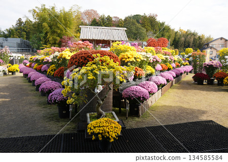 Kasama Chrysanthemum Festival Kasama Chrysanthemum Festival 134585584