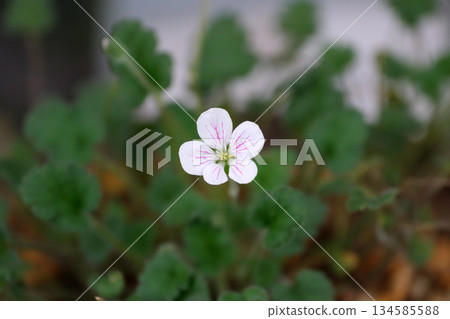花 花 134585588