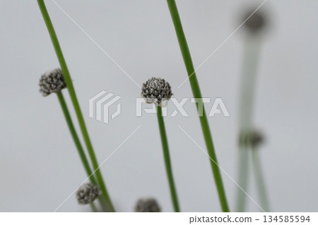 星草花 星草花 134585594