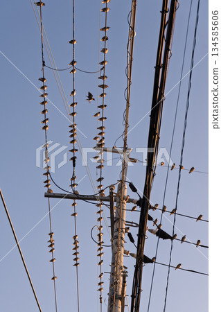 大群椋鳥聚集在未採取任何防鳥措施的輸電線路附近:這是未受保護情況的第一例,可用於對比驗證安裝防鳥釘的有效性。 大群椋鳥聚集在未採取任何防鳥措施的輸電線路附近:這是未受保護情況的第一例,可用於對比驗證安裝防鳥釘的有效性。 134585606