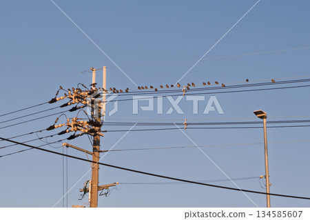 大量椋鳥聚集在未採取任何防鳥措施的輸電線路附近：現狀記錄（無措施）第2號，用於對比驗證安裝防鳥釘的有效性 134585607