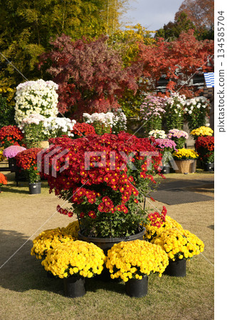 Kasama Chrysanthemum Festival Kasama Chrysanthemum Festival 134585704