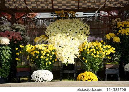Kasama Chrysanthemum Festival 134585706
