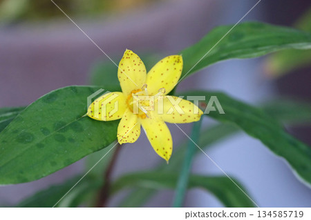 Flower of Kibanahototogisu 134585719