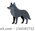 Cool wolf illustration 134585732