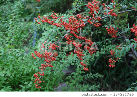 Himalayan hawthorn fruit Himalayan hawthorn fruit 134585786