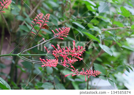 Odontonematrictum flower Odontonematrictum flower 134585874