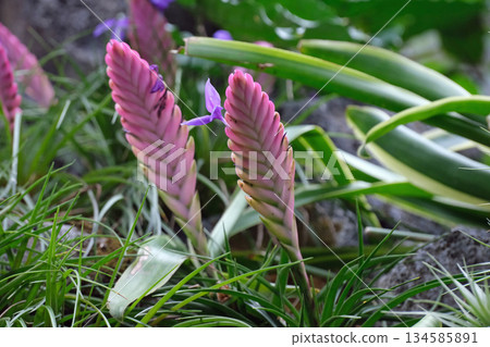 Hana鳳梨花 Hana鳳梨花 134585891