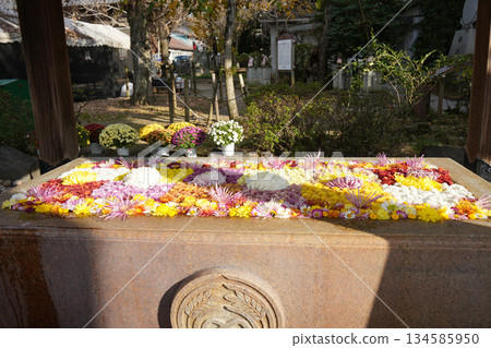 菊花 Chozu-sha 菊花 Chozu-sha 134585950