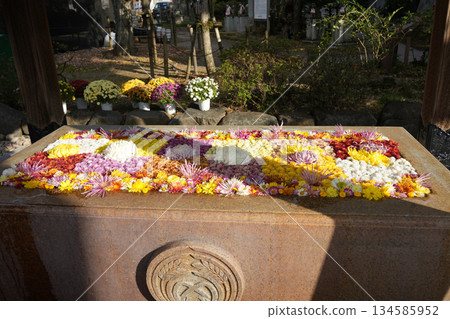 菊花 Chozu-sha 134585952