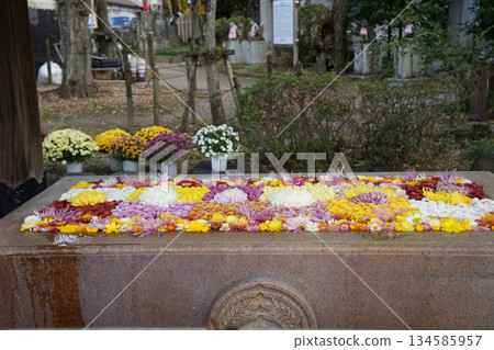 Chrysanthemum Chozu-sha Chrysanthemum Chozu-sha 134585957