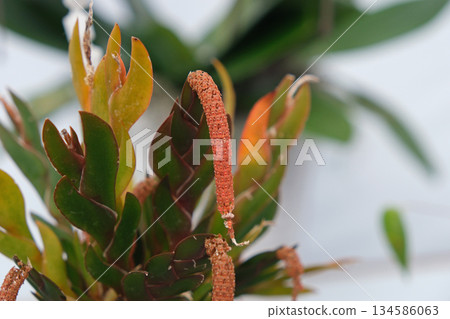Oberonia drepanophaea flower 134586063