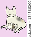 Illustration of a nursing mother cat and her kittens 134586200