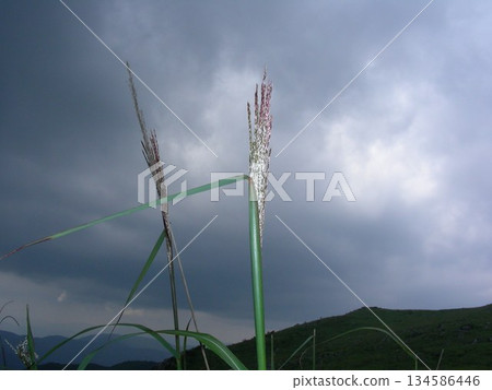 Cloudy sky and Japanese pampas grass on the plateau Cloudy sky and Japanese pampas grass on the plateau 134586446