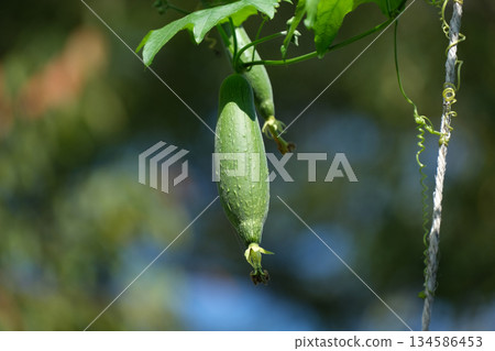 Unripe loofah fruit 134586453