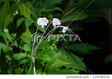 Clerodendrum inquisum flower Clerodendrum inquisum flower 134586534