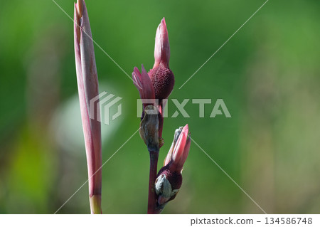 Canna fruit Canna fruit 134586748
