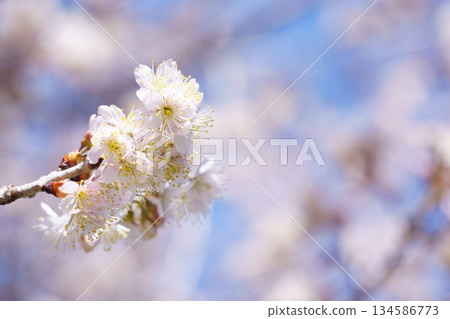 White plum blossoms that bloom in early spring White plum blossoms that bloom in early spring 134586773
