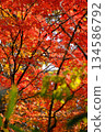 公園裡的紅色秋葉 134586792