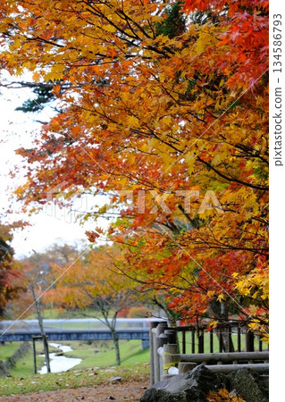 Autumn leaves of the park 134586793