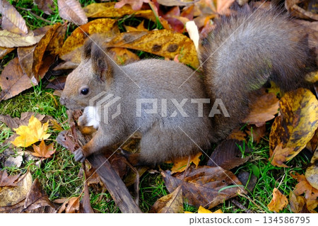 Hokkaido squirrel seen in the park Hokkaido squirrel seen in the park 134586795