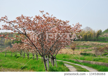 Cherry blossom trees along the Myotokuji River 134586868