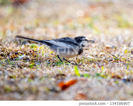 Waxing walk on the ground 134586907