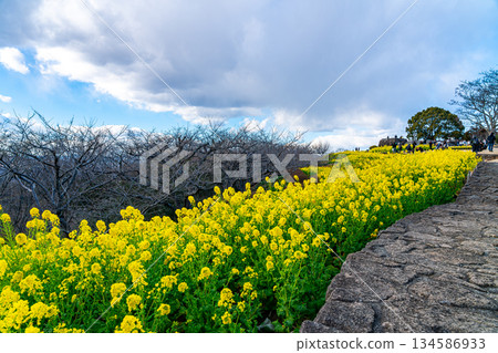 【神奈川縣】東山公園色彩艷麗的油菜花 134586933
