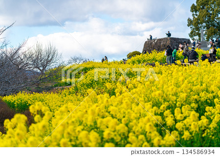 【神奈川縣】東山公園色彩艷麗的油菜花 134586934