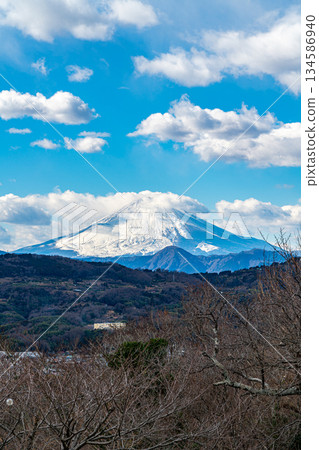 [Kanagawa Prefecture] Mount Fuji as seen from Azumayama Park in Ninomiya Town 134586940