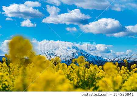 [Kanagawa Prefecture] Mount Fuji and rape blossoms as seen from Azumayama Park in Ninomiya Town 134586941