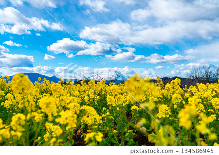 [Kanagawa Prefecture] Mount Fuji and rape blossoms as seen from Azumayama Park in Ninomiya Town 134586945