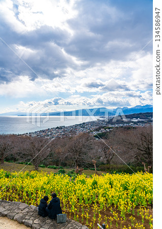 [Kanagawa Prefecture] Sagami Bay and rapeseed flowers as seen from Azumayama Park in Ninomiya Town 134586947