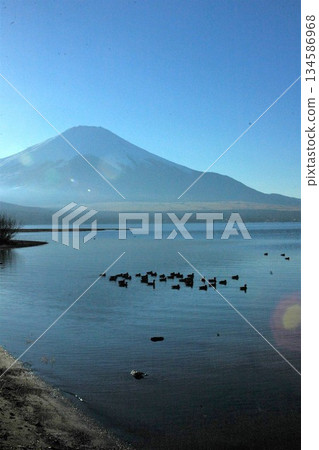 山中湖和富士山,水禽在此休憩。 山中湖和富士山,水禽在此休憩。 134586968