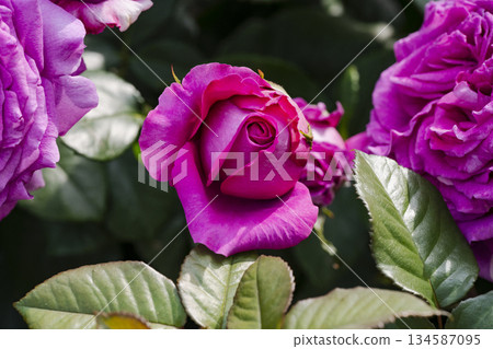 Dark pink rose Dark pink rose 134587095