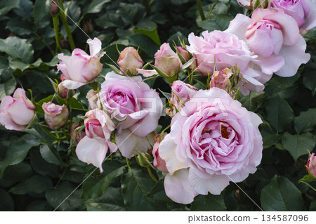 Thin pink rose Thin pink rose 134587096
