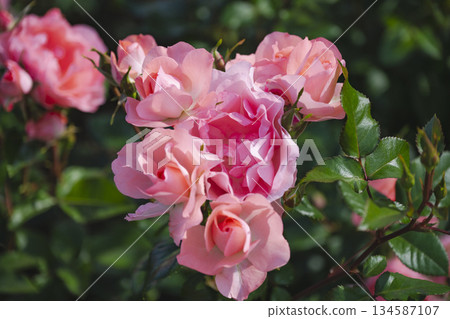 Pink rose 134587107