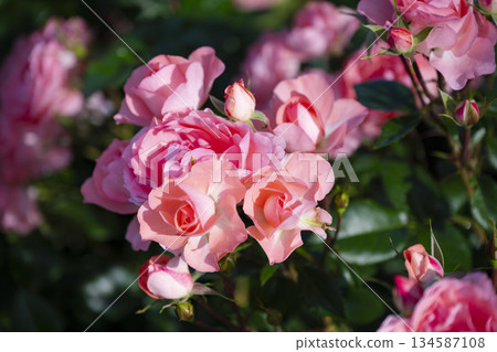 Pink rose Pink rose 134587108