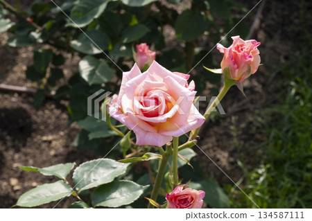 Pink rose 134587111