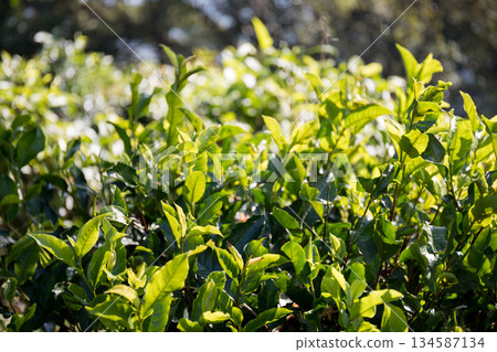 Business concept centers around fresh green tea reap background leaves organic farm with banner lush garden healthy plant tree leaves eco herbal farmer blur leaf plantation Freshness herbal natural Business concept centers around fresh green tea reap background leaves organic farm with banner lush garden healthy plant tree leaves eco herbal farmer blur leaf plantation Freshness herbal natural 134587134