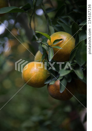 Business farm orange concept nature fruit citrus orchard mandarin tree growing, vibrant organic lush leaves background farmer green garden crop leaf ripe laden branches plant close up farming growth. 134587136