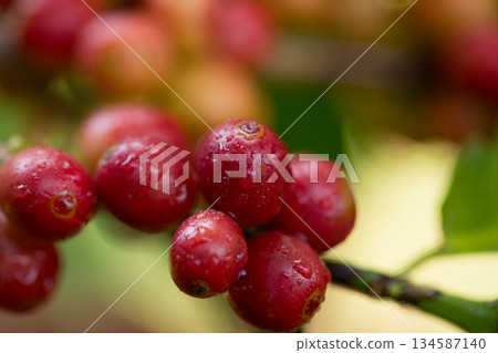 Farmer concept harvest fruit ripe coffee seed robusta arabica berry close up fresh green leaf bean picking orange crop red yellow berries raw plant tree farm growth blur background eco organic garden 134587140