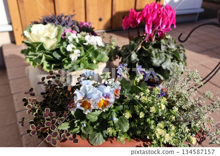 A pot of frilled viola, cyclamen, and snapdragon 134587157