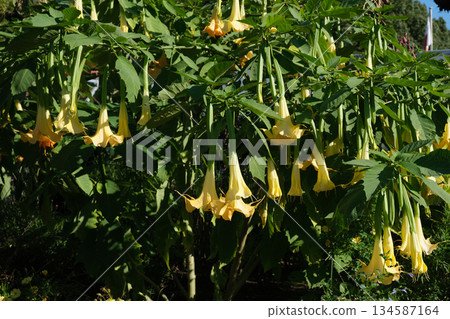Angel's Trumpet Flower 134587164