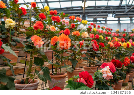 Colorful Begonia flowers 134587196