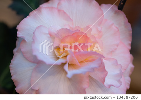 五顏六色的秋海棠花 五顏六色的秋海棠花 134587200